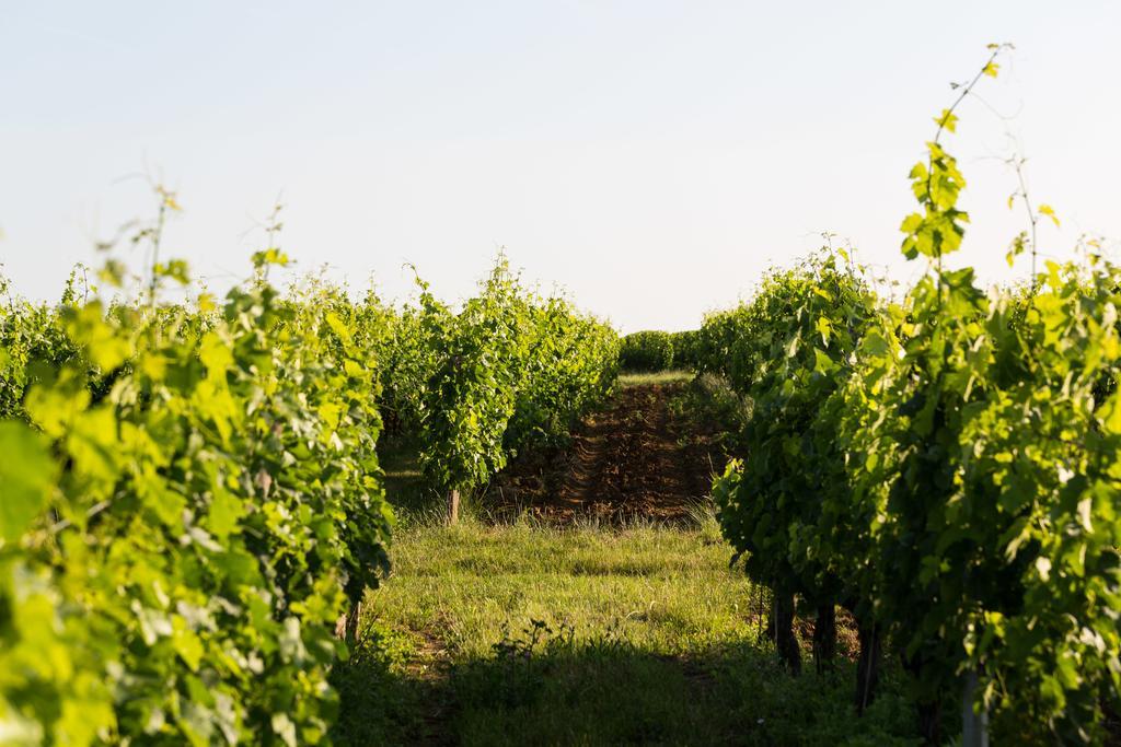 Saint-Jean-de-Blaignac Coup 2 Foudres Bed & Breakfast エクステリア 写真