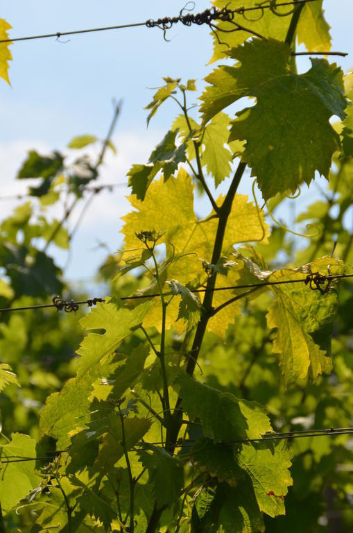Saint-Jean-de-Blaignac Coup 2 Foudres Bed & Breakfast エクステリア 写真